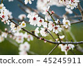 White cherry flower blossom, spring  45245911