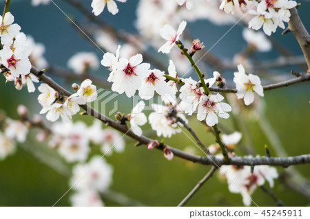 White cherry flower blossom, spring White cherry flower blossom, spring 45245911