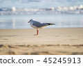 Seagull standing on sand beach 45245913