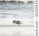 Flying seagull over the sea 45245914