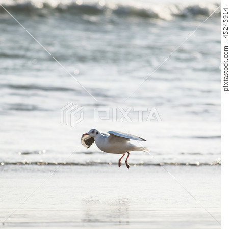Flying seagull over the sea Flying seagull over the sea 45245914