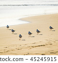 Flock of seagulls waiting on the beach 45245915