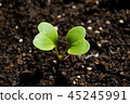 Radish sprout growing from the ground, spring plan 45245991