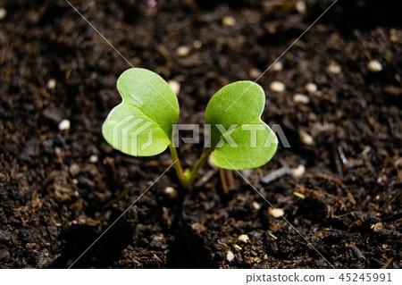 Radish sprout growing from the ground, spring plan Radish sprout growing from the ground, spring plan 45245991