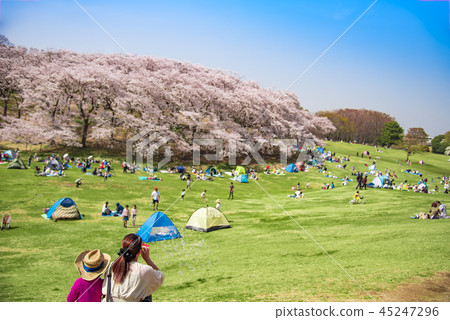 [根岸森林公園染井吉野] 45247296