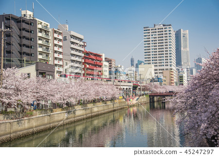 [岡川京急Somei Yoshino] 45247297