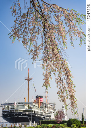 [橫濱冰川川丸垂枝櫻花樹] 45247298