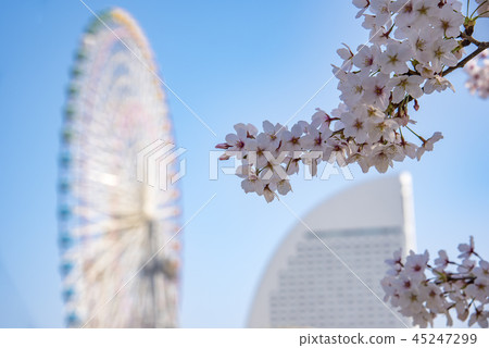 [港未來櫻花] 45247299