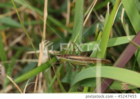 Creatures Insect Hoshi Sasakiri is a green female. You can see the red and long egg laying tube Creatures Insect Hoshi Sasakiri is a green female. You can see the red and long egg laying tube 45247455