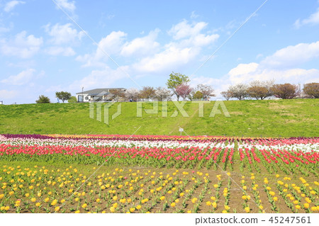 鬱金香領域在都市農業公園（足立區，東京） 45247561