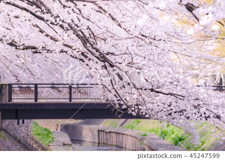 Zenfukuji河綠地的櫻花 Zenfukuji河綠地的櫻花 45247599