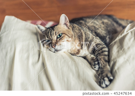 funny tabby cat funny tabby cat 45247634