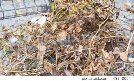 Withered grass soured withered grass Withered grass soured withered grass 45248004