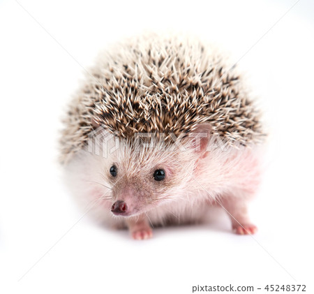 hedgehog isolated on white background hedgehog isolated on white background 45248372