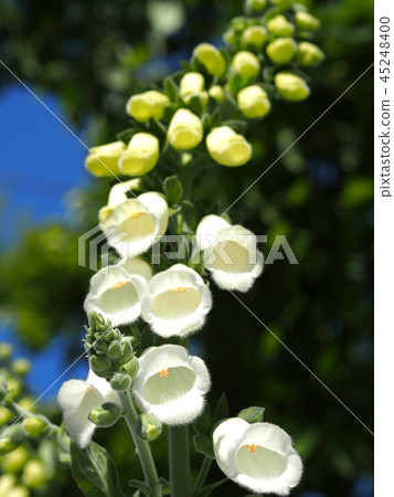 花 花 45248400