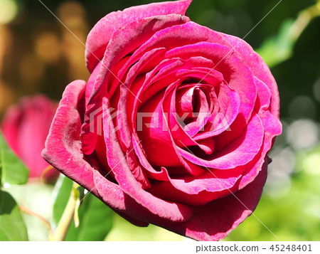 花 花 45248401