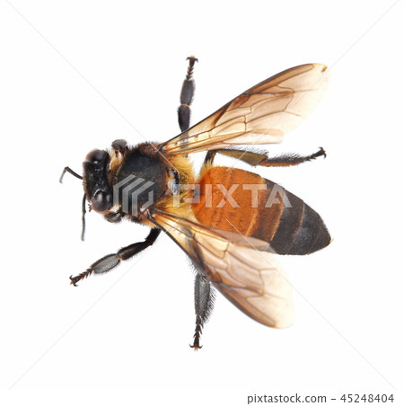 bee isolated on white background bee isolated on white background 45248404