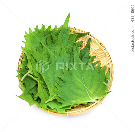 Single fresh green shiso leaf on white background 45248663