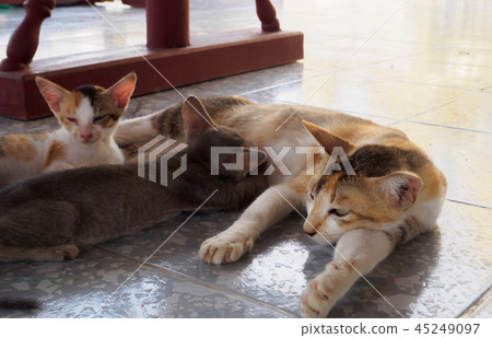 Mother cat feeding children breast milk 45249097