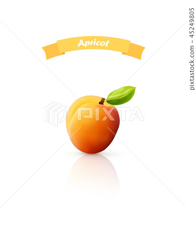 Apricot fruit isolated on white background - Stock Illustration ...