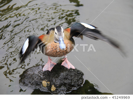 Duck Duck 45249969