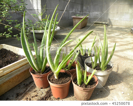 Replanting aloe vera Replanting aloe vera 45250078