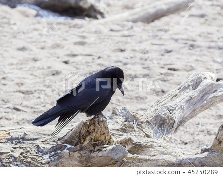 A crow on a blazing snow A crow on a blazing snow 45250289