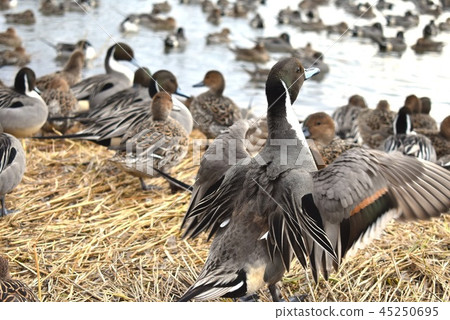 Duck rest area 45250695