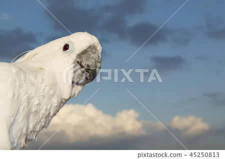 Taihakuumium 45250813