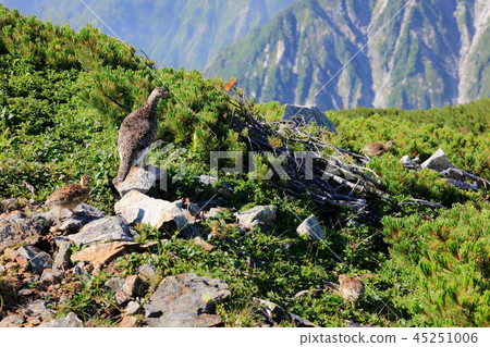 Grouse parent and child _ three chicks _ Hakubatake 45251006