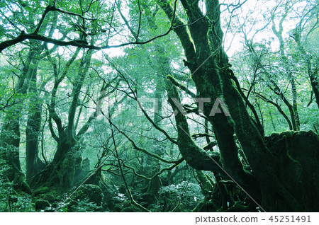 Moss forest Moss forest 45251491