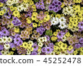 chrysanthemum, autumn, flower festival 45252478
