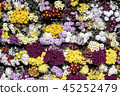 chrysanthemum, autumn, flower festival 45252479