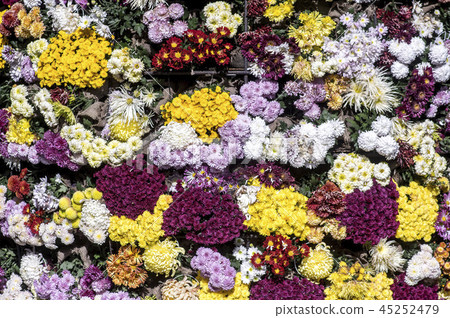 chrysanthemum, autumn, flower festival chrysanthemum, autumn, flower festival 45252479