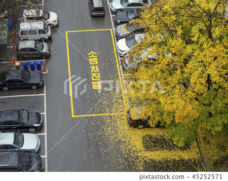 Autumn leaves and fallen leaves 45252571