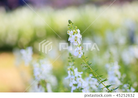Angelonian flowers Angelonian flowers 45252632