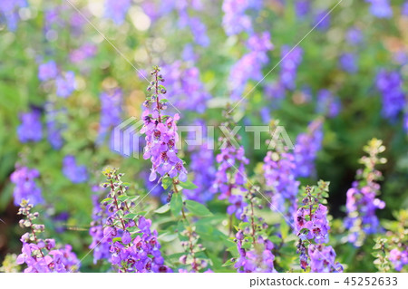 Angelonian flowers 45252633