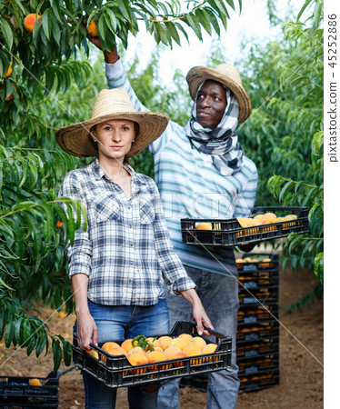 Portrait of couple of happy farmers harvesting ripe peaches in fruit garden 45252886