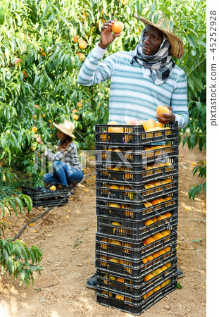 Successful male owner of orchard gathering harvest of ripe peaches on sunny day 45252928