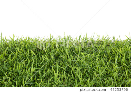 Grass isolated on white background. Grass isolated on white background. 45253796
