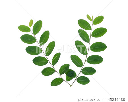 green leaves isolated on white background flat lay green leaves isolated on white background flat lay 45254488