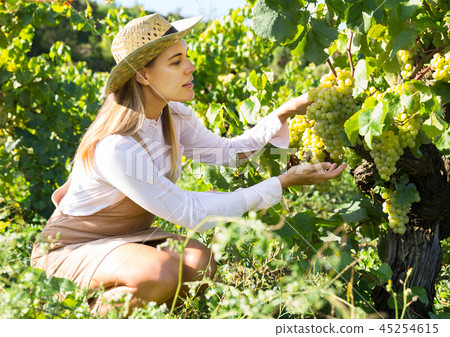 Woman harvesting white grapes 45254615