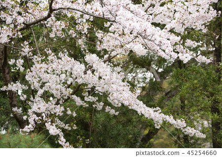 彦根城櫻花 彦根城櫻花 45254660