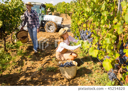 Couple of winegrowers harvesting grapes Couple of winegrowers harvesting grapes 45254820