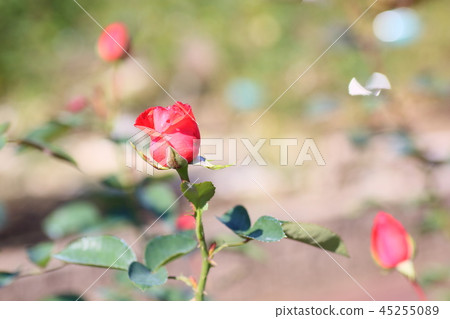 秋天玫瑰巨星花 秋天玫瑰巨星花 45255089