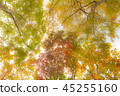Autumn leaves pale 45255160