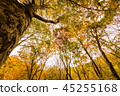 Autumn leaves round 45255168