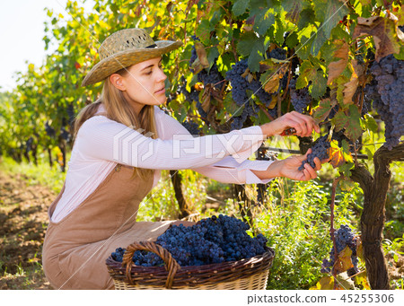 Woman harvesting blue grapes 45255306