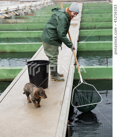Female fishing for sturgeon with landing net on farm 45256383