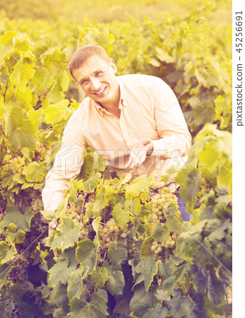 Happy farmer checking wine grape and leaves Happy farmer checking wine grape and leaves 45256691